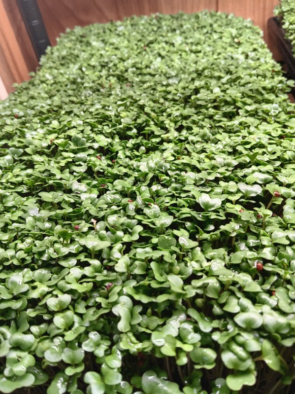 Broccoli micro greens