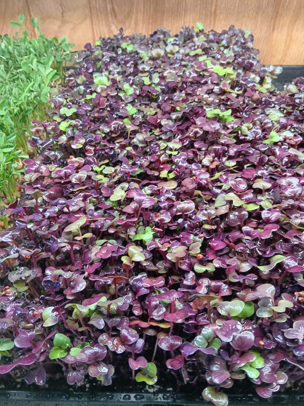 Radish micro greens