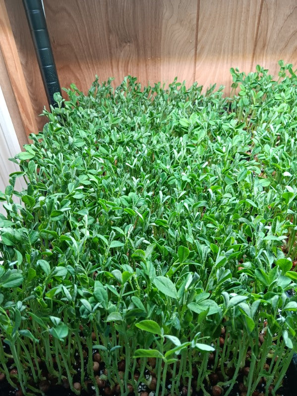 Speckled peas micro greens