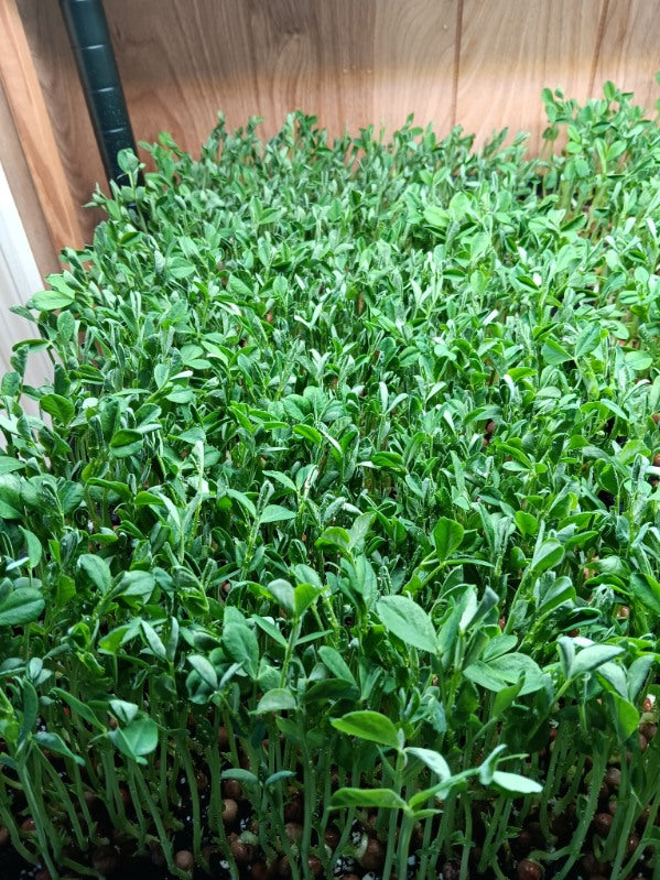 Speckled peas micro greens