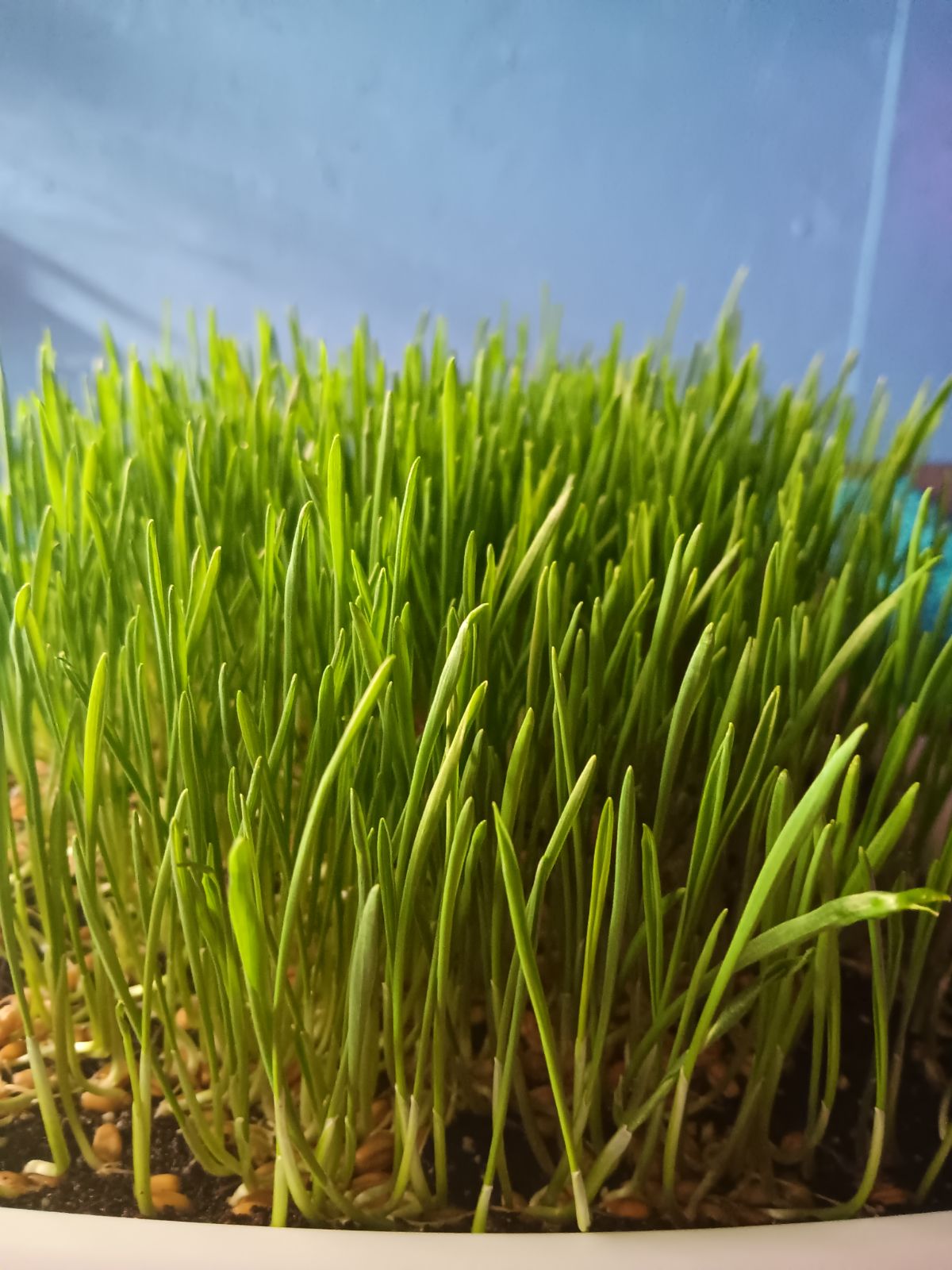 Wheatgrass Micro Greens