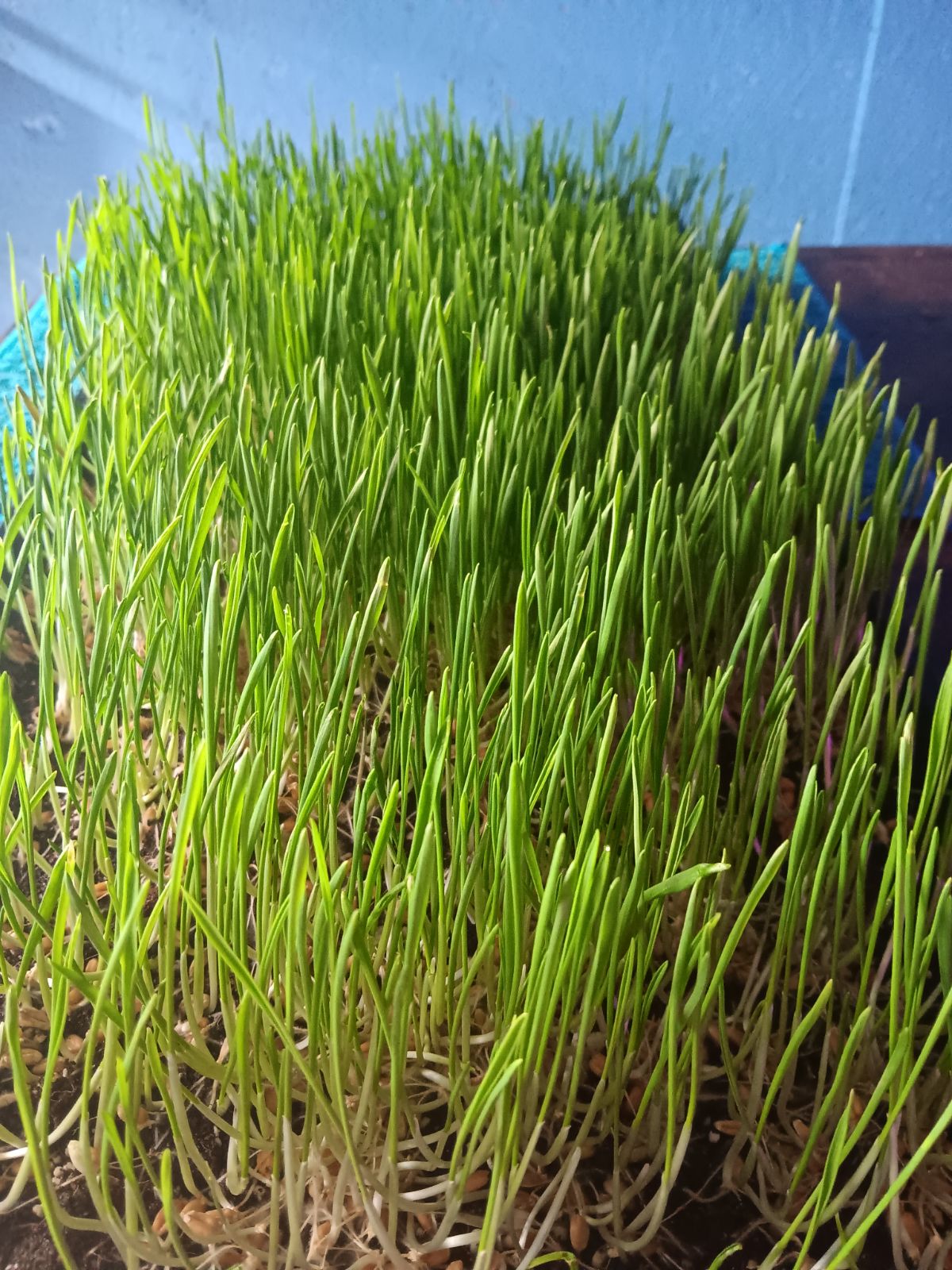 Wheatgrass Micro Greens