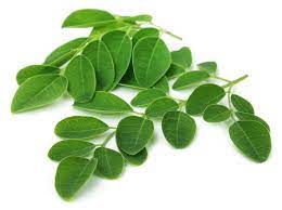 Moringa Leaf